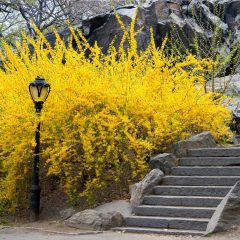 Aranycserje / Aranyfa (Forsythia x intermedia)