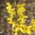 Aranycserje / Aranyfa (Forsythia x intermedia)