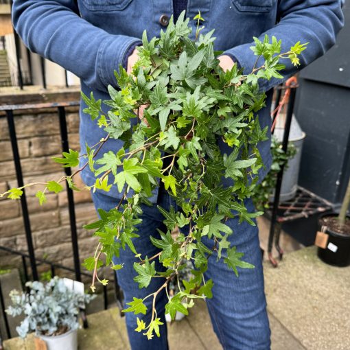 Borostyán (Hedera helix)