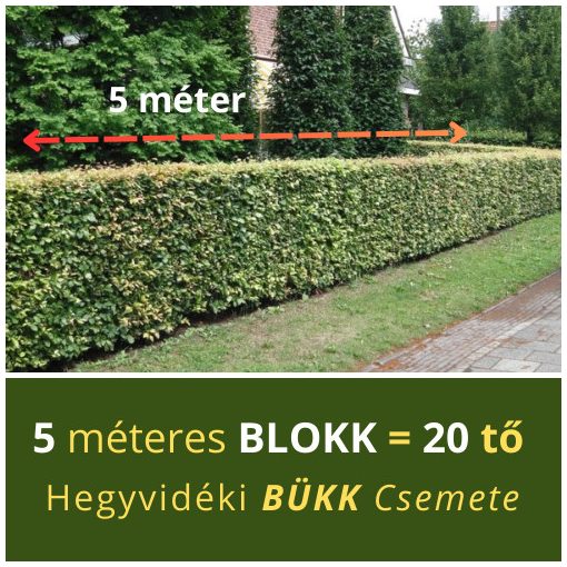 Bükk sövény blokk (5 méterre)