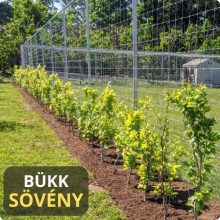 Hegyvidéki "Hibrid" Bükk Sövény
