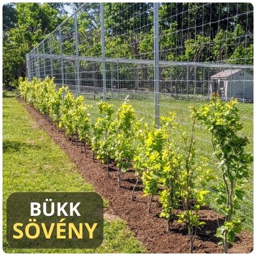 Hegyvidéki "Hibrid" Bükk Sövény