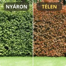 Hegyvidéki "Hibrid" Bükk Sövény