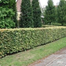 Hegyvidéki "Hibrid" Bükk Sövény