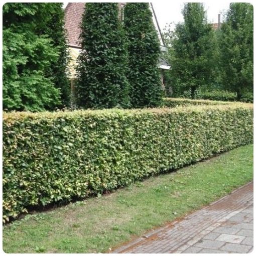 Hegyvidéki "Hibrid" Bükk Sövény