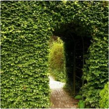 Hegyvidéki "Hibrid" Bükk Sövény