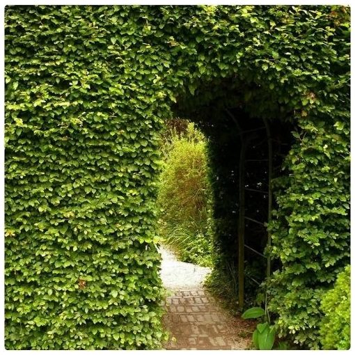 Hegyvidéki "Hibrid" Bükk Sövény