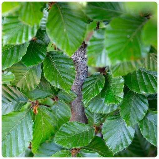 Hegyvidéki "Hibrid" Bükk Sövény