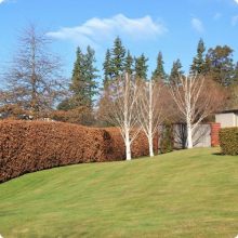 Hegyvidéki "Hibrid" Bükk Sövény