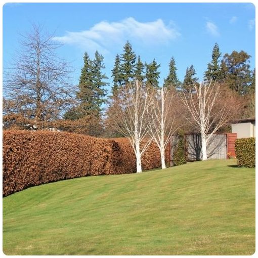 Hegyvidéki "Hibrid" Bükk Sövény