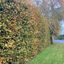 Hegyvidéki "Hibrid" Bükk Sövény