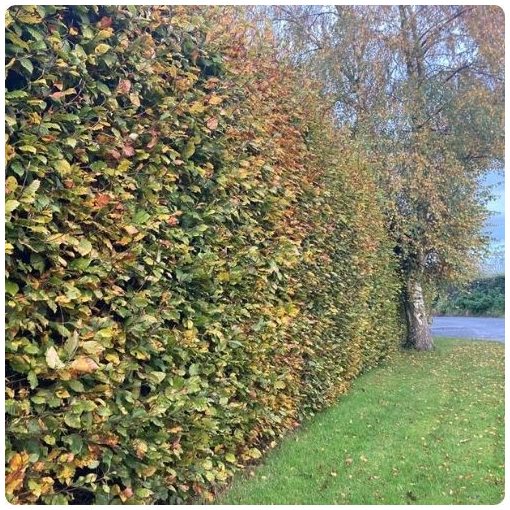 Hegyvidéki "Hibrid" Bükk Sövény