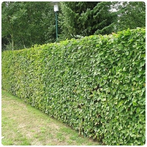 Hegyvidéki "Hibrid" Bükk Sövény