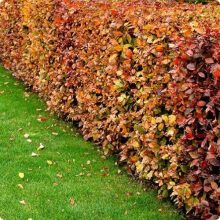 Hegyvidéki "Hibrid" Bükk Sövény