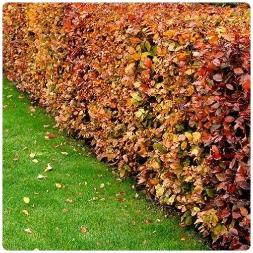 Hegyvidéki "Hibrid" Bükk Sövény