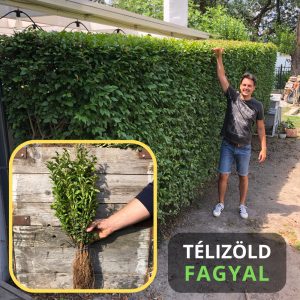 Télizöld "Hibrid" Fagyal Sövény