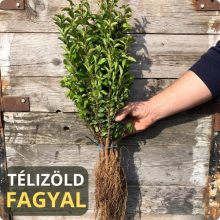 Télizöld "Hibrid" Fagyal Sövény