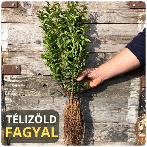 Télizöld "Hibrid" Fagyal Sövény