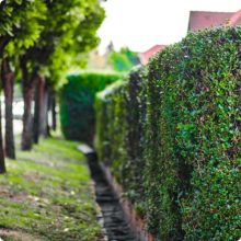 Télizöld "Hibrid" Fagyal Sövény