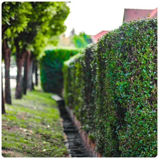 Télizöld "Hibrid" Fagyal Sövény