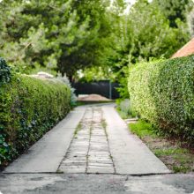 Télizöld "Hibrid" Fagyal Sövény