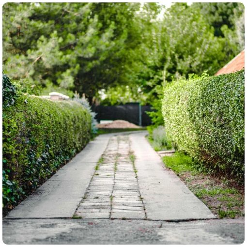 Télizöld "Hibrid" Fagyal Sövény