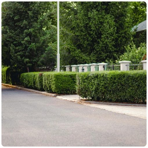 Télizöld "Hibrid" Fagyal Sövény