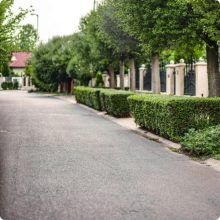 Télizöld "Hibrid" Fagyal Sövény