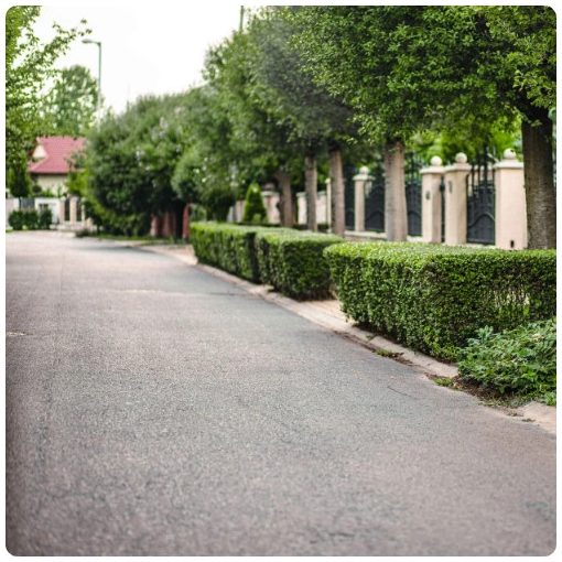 Télizöld "Hibrid" Fagyal Sövény