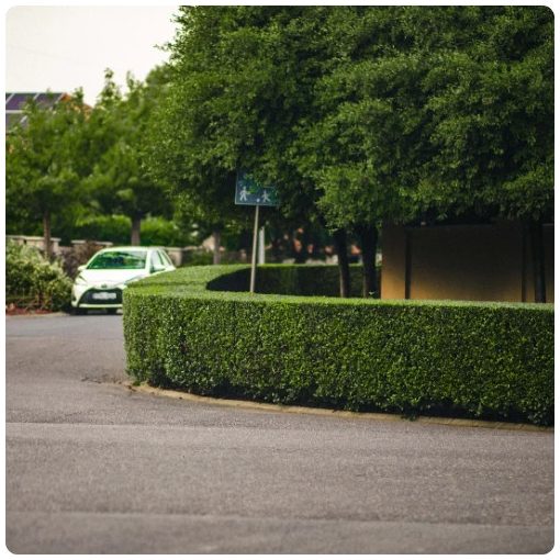 Télizöld "Hibrid" Fagyal Sövény