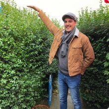 Télizöld "Hibrid" Fagyal Sövény