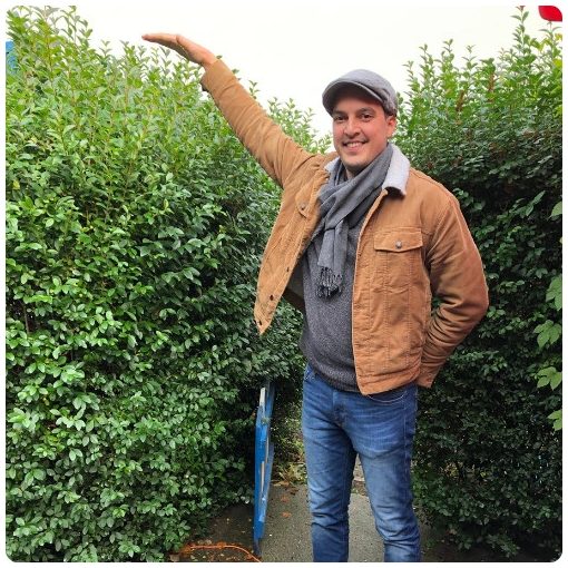 Télizöld "Hibrid" Fagyal Sövény