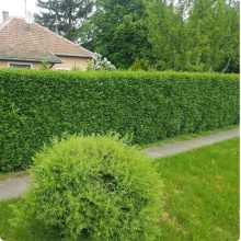 Télizöld "Hibrid" Fagyal Sövény