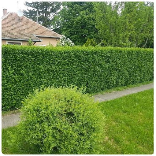 Télizöld "Hibrid" Fagyal Sövény