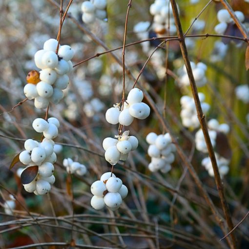 Fehér Hóbogyó (Symphoricarpos albus)