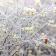 Fehér Hóbogyó (Symphoricarpos albus)