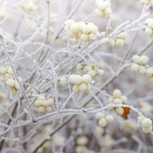 Fehér Hóbogyó (Symphoricarpos albus)