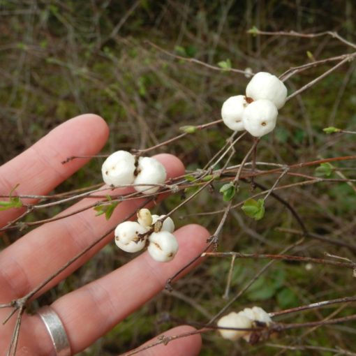 Fehér Hóbogyó (Symphoricarpos albus)