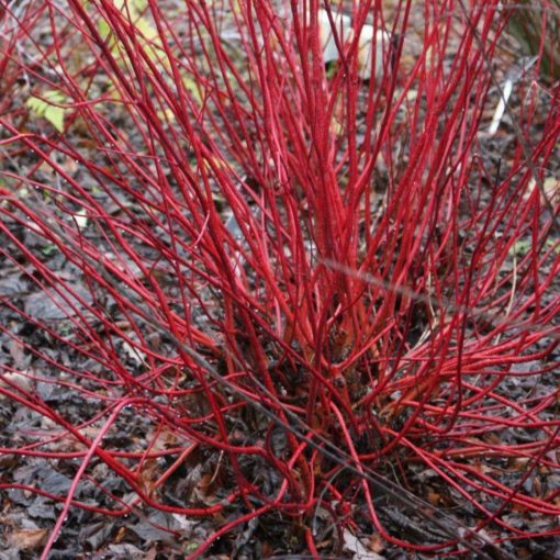 Fehér som (Cornus alba)