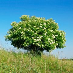 Fekete Bodza (Sambucus nigra)