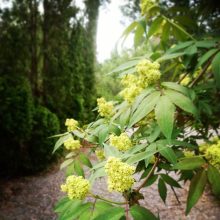 Fürtös bodza (Sambucus racemosa)