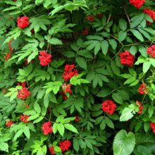 Fürtös bodza (Sambucus racemosa)