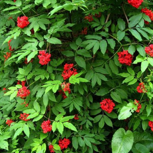Fürtös bodza (Sambucus racemosa)