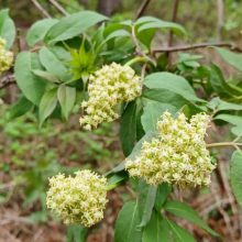 Fürtös bodza (Sambucus racemosa)