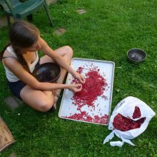 Fürtös bodza (Sambucus racemosa)