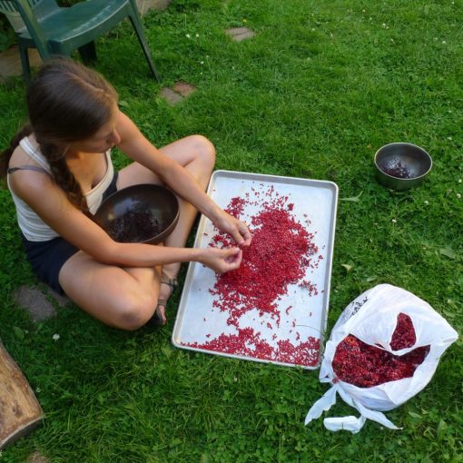 Fürtös bodza (Sambucus racemosa)