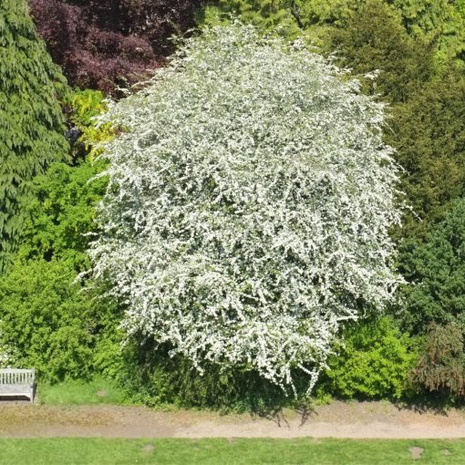 Egybibés galagonya (Crataegus monogyna)