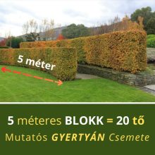 Gyertyán sövény blokk (5 méterre)