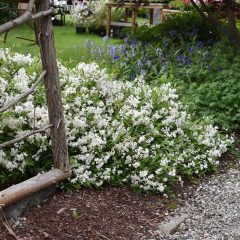 Gyöngyvirágcserje (Deutzia gracilis)