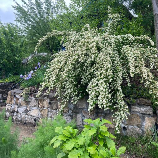 Hólyagvessző (Physocarpus opulifolius)